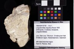 Foto (Objket + Etiketten) von Longodromites angustus (Reuss 1858) 